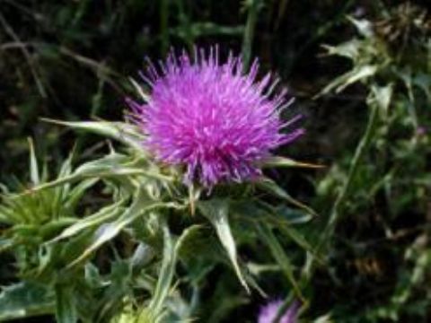 Milk Thistle P.E